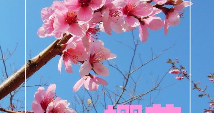 樱花视频观看：详细指南与精彩内容探索