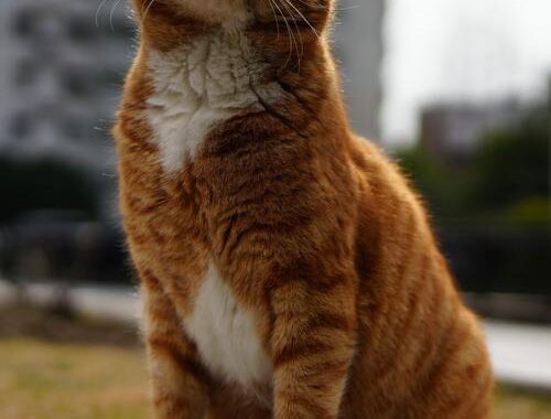 猫咪社区免费在线观看：探索萌宠世界的无限乐趣