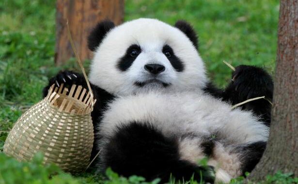 pandaclass熊猫班在线播放：开启趣味学习新体验
