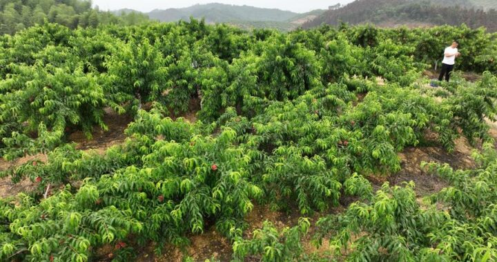 桃子移植官方网站：全面指南与详细步骤