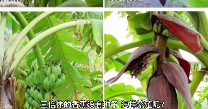 为什么香蕉网进不去怎么办？全面解析与解决方案