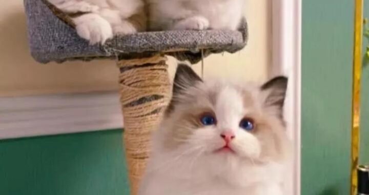 猫咪在线永久免费观看：探索萌宠世界的无限乐趣