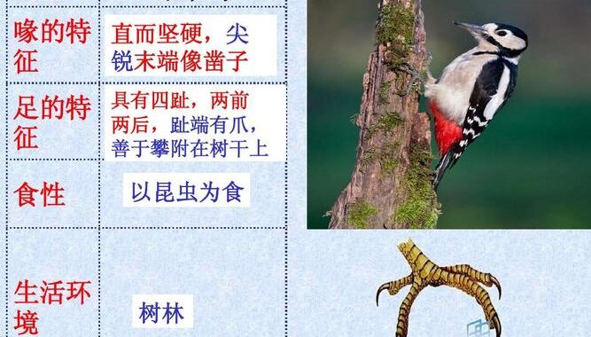 啄木鸟在线观看：高清影视资源尽享指南