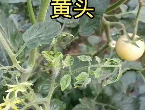 有菜是哪位老师：深入解析知名教育博主的教育理念与实践