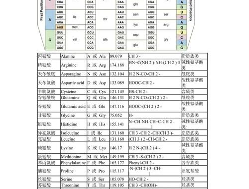 氨基酸密码子对照表：解码生命的遗传密码