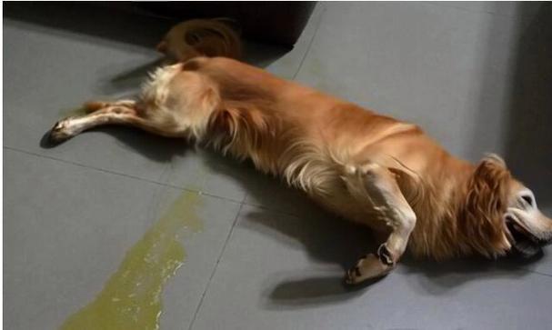 狗的丁丁有倒刺吗？深度解析犬类生殖器的结构与功能