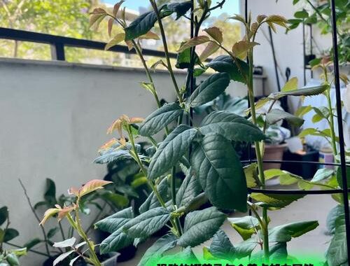 梭罗琼芽在哪：详细获取步骤及背景介绍