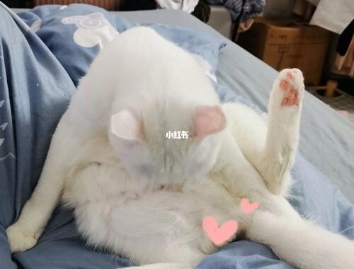 猫咪在线永久网站链接入口是什么？如何安全访问并享受猫咪内容？