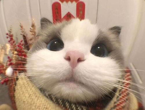 绯红小猫全集：探索奇幻世界的奇妙之旅