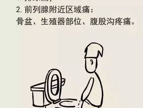 男性内生殖器官有三条附属腺：结构与功能详解