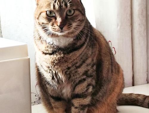 猫咪网站永久域名：打造专属猫咪爱好者的在线乐园