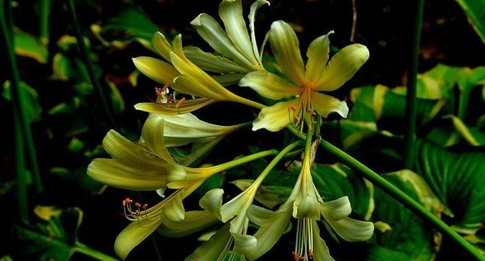 蓬莱仙山之东方之花：揭秘神秘仙境中的花卉奇观