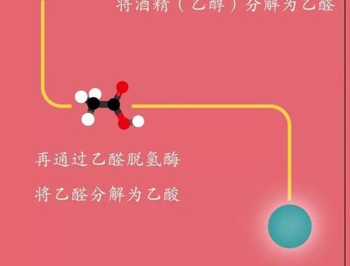酒精多久可以代谢完：详细解析与影响因素