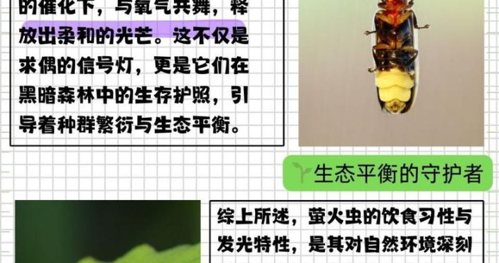 萤火虫PTE：探索夜间微光下的奇妙世界