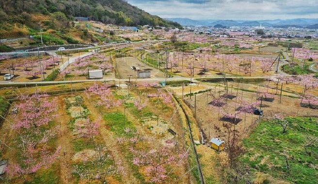 冈山県美咲町：四季美景与独特文化的交汇之地