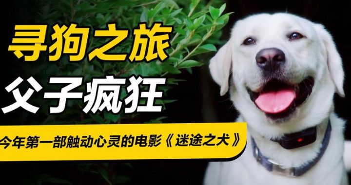 电影狗电影网：探索无限影视世界的全能平台