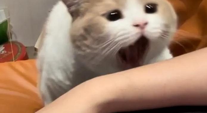 猫啃网故障黑：深度解析与应对措施