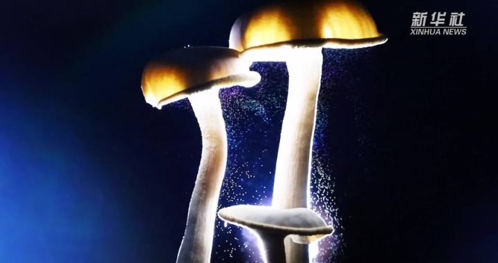 蘑菇视频免费：解锁海量高清影视资源的全新平台