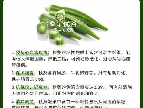 秋葵的功效与作用：全面解析健康益处