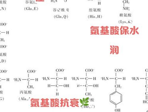 f是什么氨基酸：探索苯丙氨酸的奥秘