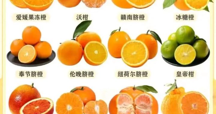 橙子是热性还是凉性：深入解析橙子的性味与健康影响