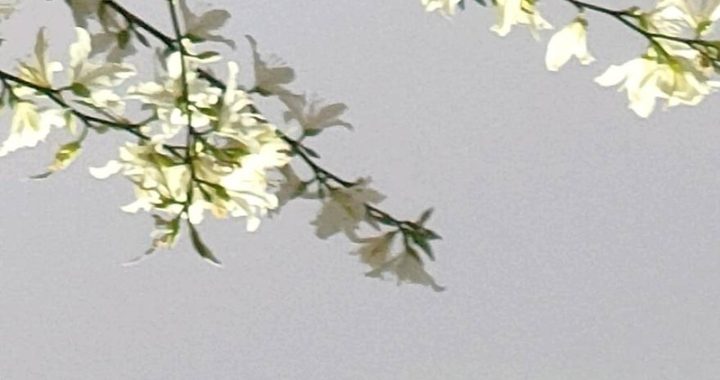 高岭家的二轮花：家族荣耀与爱的交织
