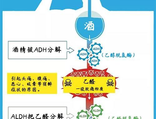 酒精在体内的代谢过程：详细解析与影响
