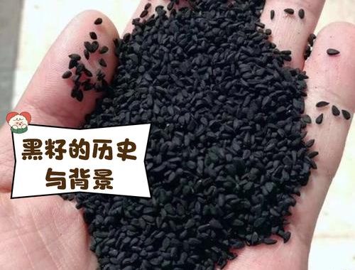 黑马种子搜索：高效资源获取指南与注意事项